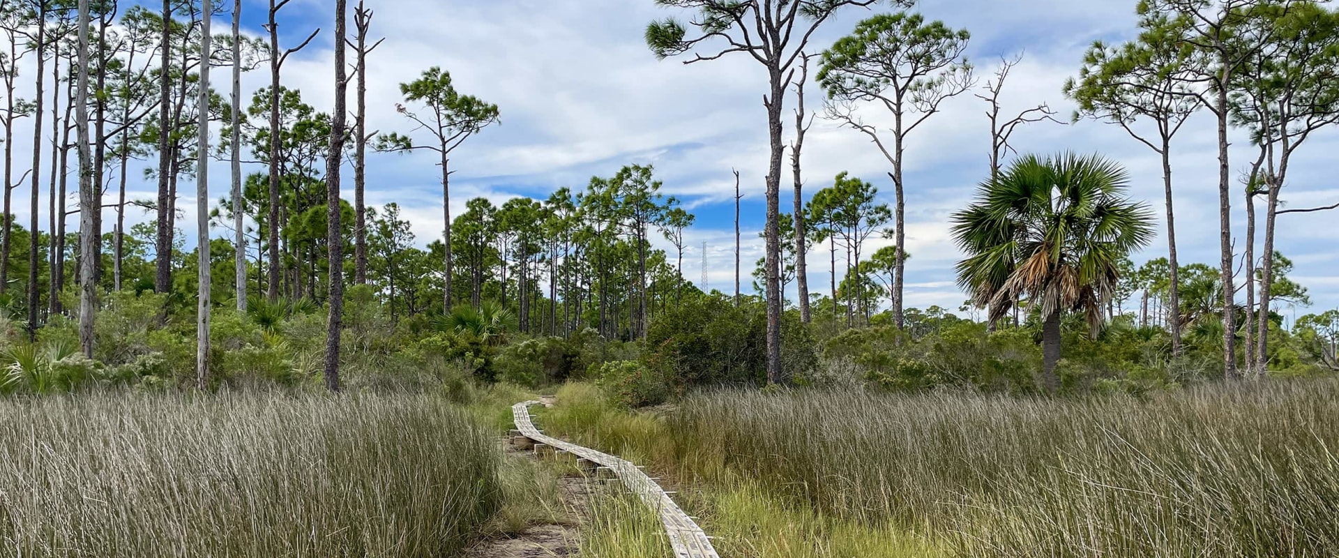 Hiking in the Apalachicola National Forest: Explore Florida's Natural Beauty