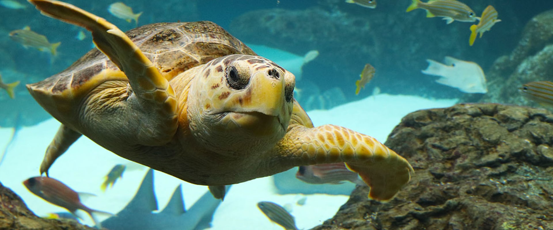 Discover the Wonders of The Florida Aquarium