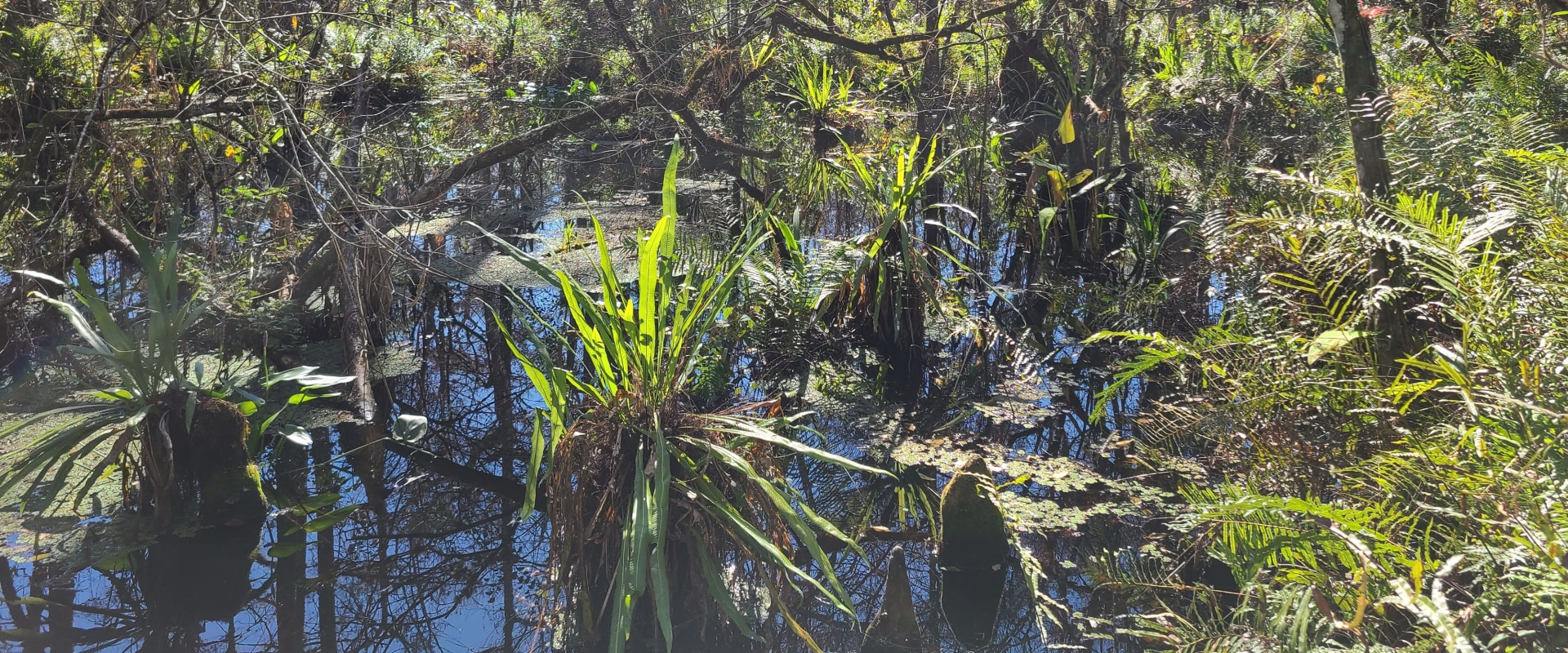 Exploring Corkscrew Swamp Sanctuary: A Florida Nature Adventure