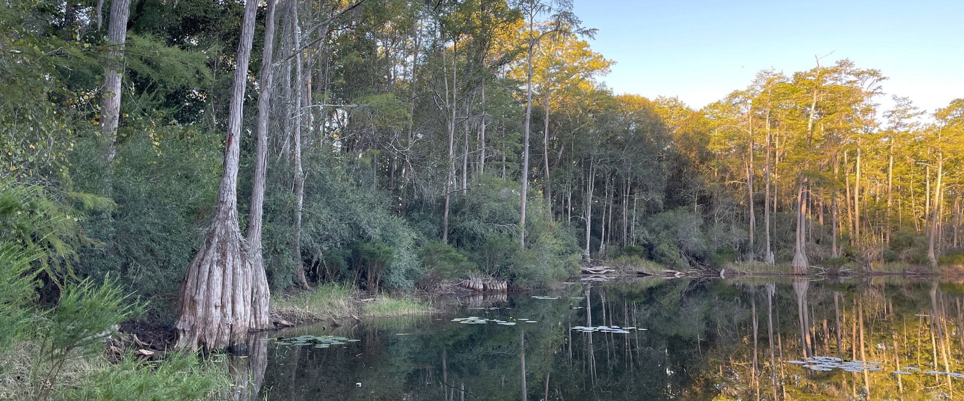 Hiking in the Apalachicola National Forest: Exploring Florida's Natural Beauty