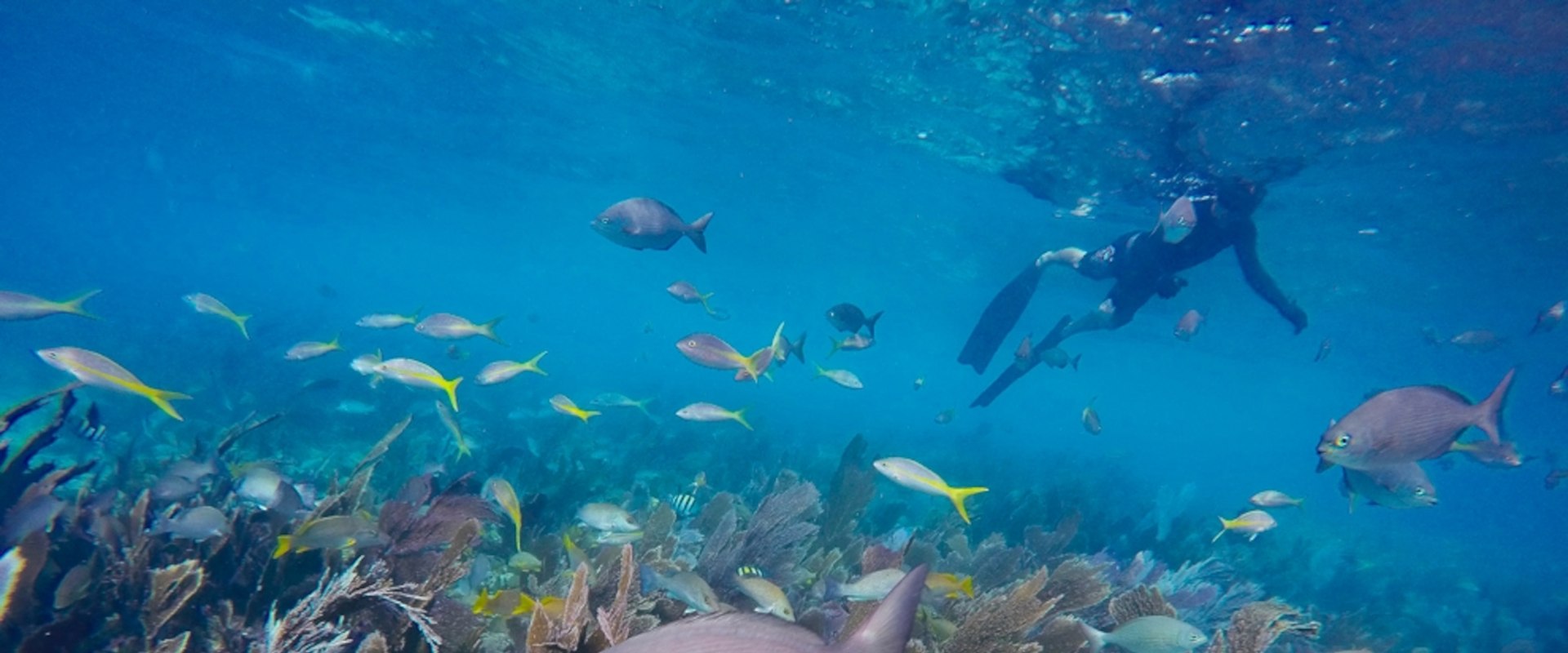 Snorkeling in the Florida Keys: A Must-Do Outdoor Adventure