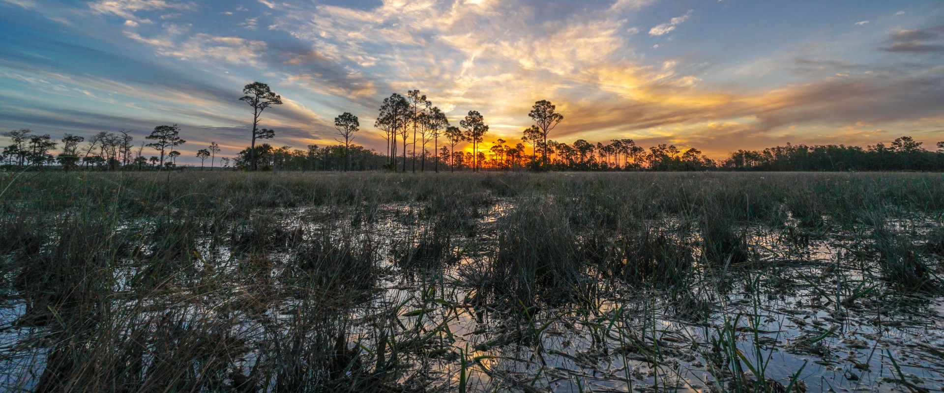 Exploring the Beauty of Big Cypress National Preserve