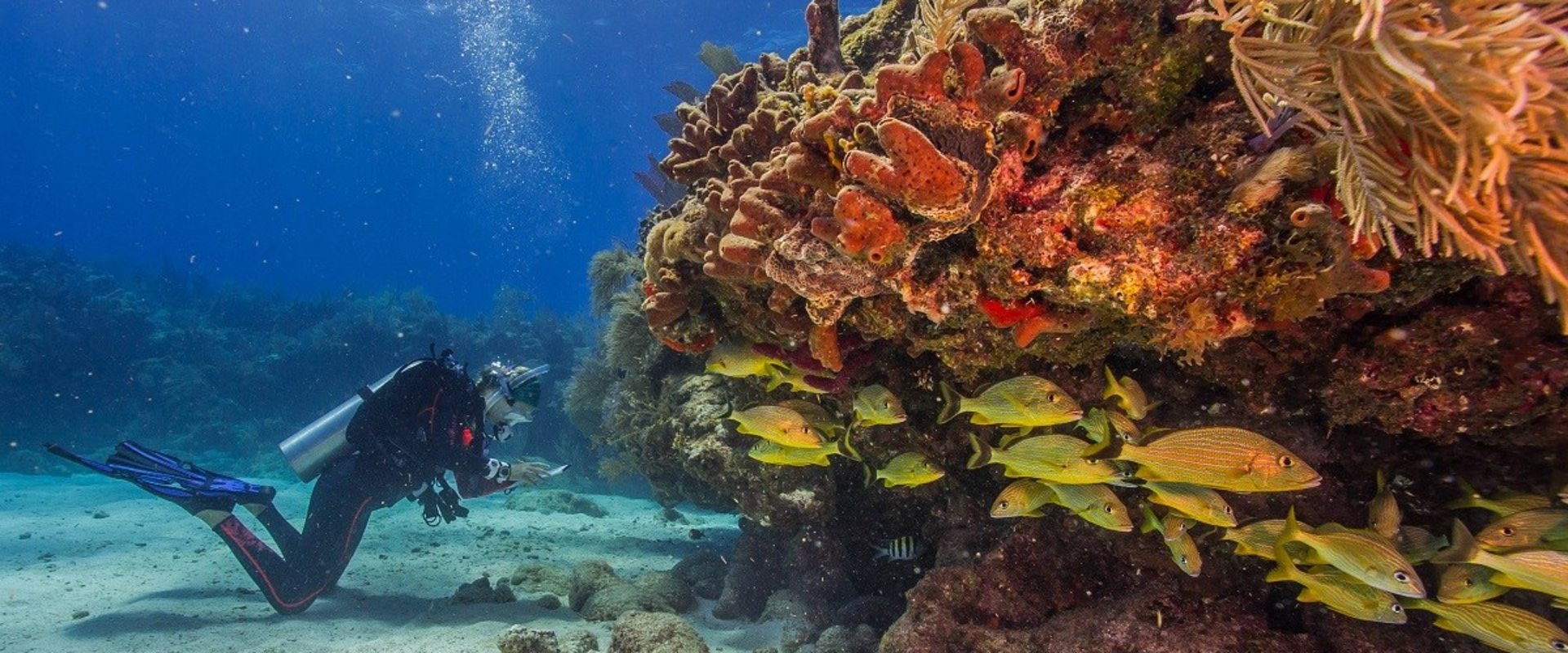 Discover the Natural Beauty of Biscayne National Park
