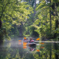Exploring the Wonders of Ocala National Forest