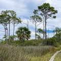 Hiking in the Apalachicola National Forest: Explore Florida's Natural Beauty
