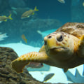 Discover the Wonders of The Florida Aquarium