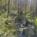 Exploring Corkscrew Swamp Sanctuary: A Florida Nature Adventure