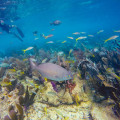 Snorkeling in the Florida Keys: A Must-Do Outdoor Adventure