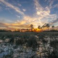 Exploring the Beauty of Big Cypress National Preserve