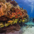 Discover the Natural Beauty of Biscayne National Park
