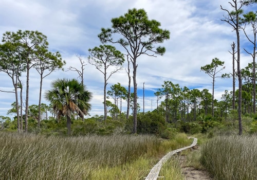 Hiking in the Apalachicola National Forest: Explore Florida's Natural Beauty