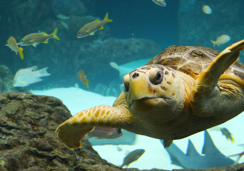 Discover the Wonders of The Florida Aquarium