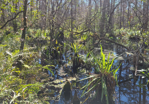 Exploring Corkscrew Swamp Sanctuary: A Florida Nature Adventure