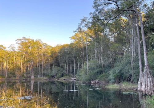 Hiking in the Apalachicola National Forest: Exploring Florida's Natural Beauty