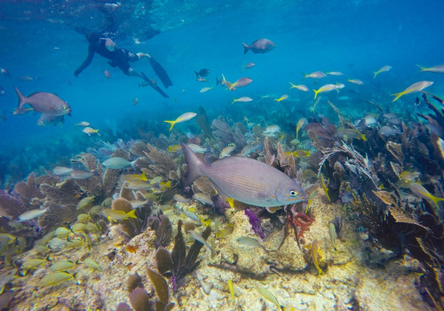 Snorkeling in the Florida Keys: A Must-Do Outdoor Adventure