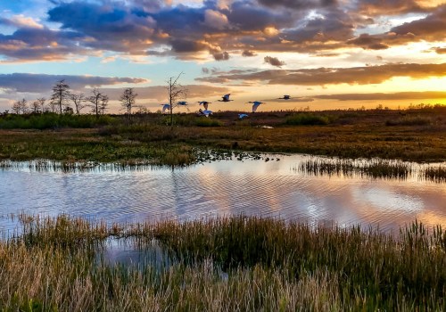 Exploring Florida's Everglades National Park