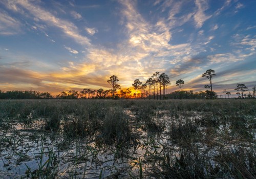 Exploring the Beauty of Big Cypress National Preserve