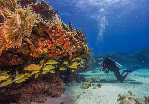 Discover the Natural Beauty of Biscayne National Park